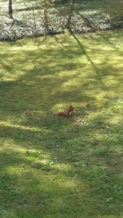 Ferienwohnung "Am Schlosspark" Neetzow Εξωτερικό φωτογραφία